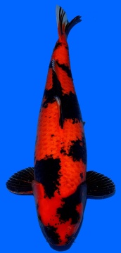 Hi Utsuri Dainichi 70cm Sansai Female VHQ 