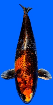 Ki Ginga 71cm Ozumi Ikarashi Yonsai Female VHQ 