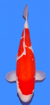 Kohaku 50cm Sansai Female  
