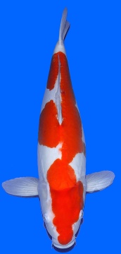Doitsu Kohaku Maruhide 53cm Yonsai Female HQ 