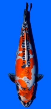 Benikikokuryu Takatazu 58cm Sansai Female SHQ 