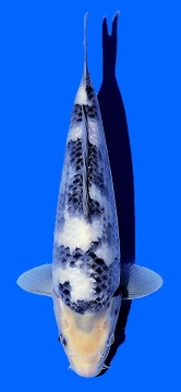 Shiro Utsuri Omosako 29cm Tosai Female VHQ 