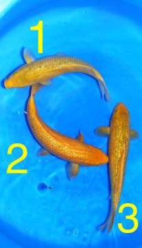 Tategoi Golden Corn Taniguchi ca 40cm Tosai Female VHQ 