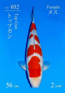 Kohaku Sakai FF 56cm Nisai Female VHQ 