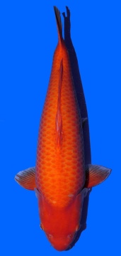 Super Mango Sakai 68cm Sansai Female VHQ 