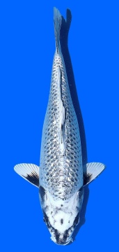 Ginrin Kawari Aoki 40cm Nisai Female VHQ 