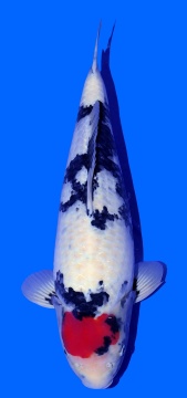 Tancho Showa Isa 51cm Nisai Male HQ - VERKAUFT 
