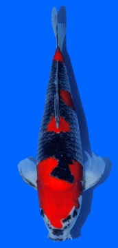 Goshiki Kawakami 40cm Nisai VHQ 