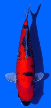 Goshiki Kawakami 40cm Nisai Female HQ 