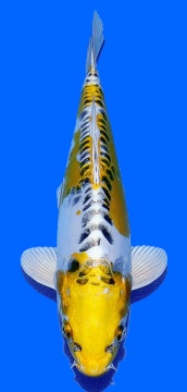 Big Scale Aoki 34cm VHQ 