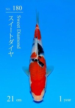 Sanke Sakai FF Tategoi 21cm 5 Mon VHQ incl Mudpond 2027 