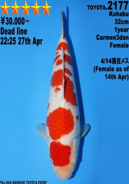 Kohaku Dainichi Toyota 32cm Tosai Female SHQ 