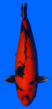 Hi Utsuri Shinoda 58cm Sansai Female VHQ 