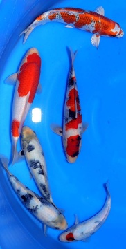 Omosako Jumbo Tosai Females 30-40cm VHQ 
