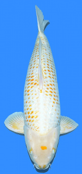 Golden Corn Taniguchi 65cm Female SHQ 
