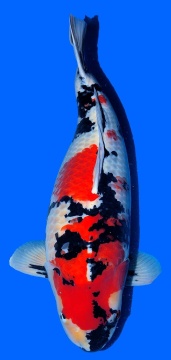 Showa Isa 63cm Yonsai Female 