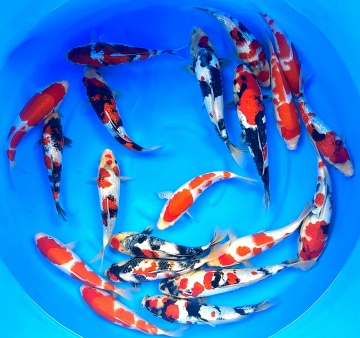 Igarashi Toshinobu High Quality Tosai 21-29cm ab 199€ stck. 
