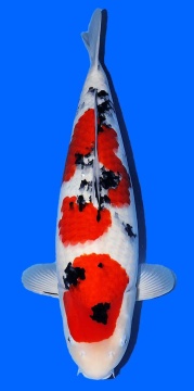 Sanke Sakai Ltd 56cm Nisai Female SHQ 