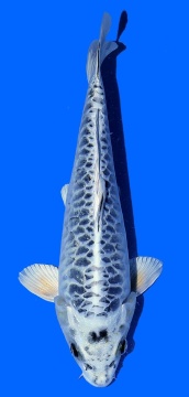 Big Scale Aoki 35cm Nisai Female HQ 