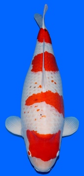 Yondan Kohaku Sakai FF 78cm 5J Female 