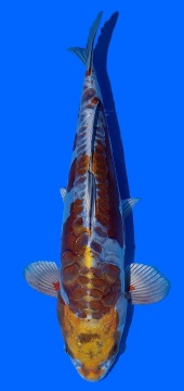 Metalic Ochiba Toshinobu Igarashi 42cm 16 Monate VHQ 