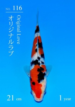 Sanke Sakai FF Tategoi 21cm 5 Mon VHQ incl Mudpond 2027 