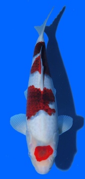 Maruten Budo Goromo Izumiya 36cm 16 Monate SHQ - 2 Platz All Japan Show 