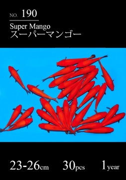 Red Super Mango Sakai FF 23-26cm Tosai HQ ab 400€ Stck 