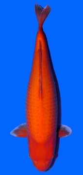 Super Mango Sakai 60cm Sansai Female VHQ 