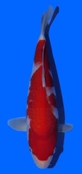 Kohaku Toshinobu Igarashi 37 cm 16 Monate VHQ 