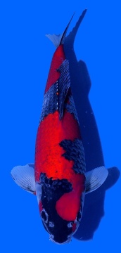 Goshiki Aoki 36cm Nisai Female HQ 