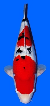 Sanke Sakai FF 62cm Nisai Femle SHQ 