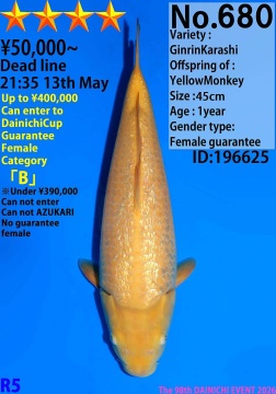 Ginrin Karashi Dainichi 45cm Tosai Female VHQ 