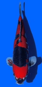 Goshiki Aoki 42cm Nisai  VHQ 
