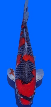 Goshiki Aoki 34cm Nisai HQ-VERKAUFT! 