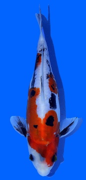 Benikikokuryu Aoki 28cm Nisai Female VHQ 