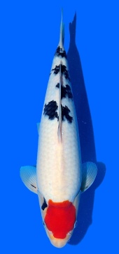 Tancho Sanke Sakai FF 38cm 16Mon VHQ 