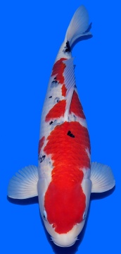 Sanke Beppu 65cm Sansai Female VHQ 