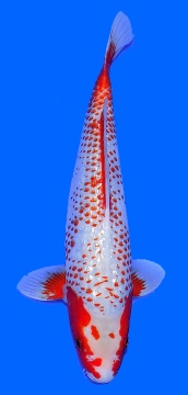 Kanoko Asagi Ozumi Igarashi 40cm Nisai Female - VERKAUFT! 