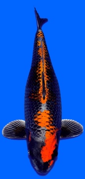 Ginga Ozumi Igarashi 55cm Sansai Female 