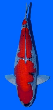 Goshiki Momotaro 65cm Yonsai Female VHQ 
