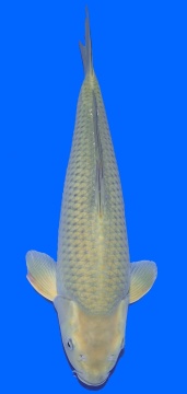Chagoi Maruhiru 47cm Nisai Female HQ - VERKAUFT! 