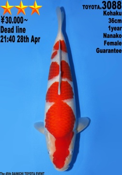 Kohaku Dainichi Toyota 36cm Tosai Female SHQ 