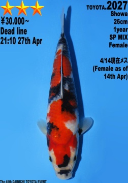Showa Dainichi Toyota 26cm Tosai Female VHQ 