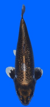 Ginrin Metallic Kawari Momotaro 53cm Nisai Female VHQ 