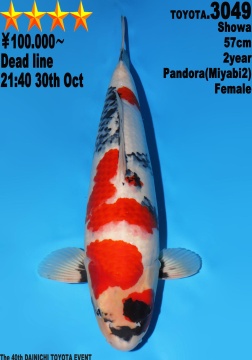 Showa Dainichi Toyota 57cm Nisai Female Pandora Myabi 
