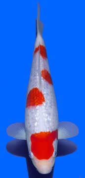 Ginrin Kohaku Teradomari 30cm Nisai VHQ - VERKAUFT! 