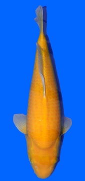 Super Mango Higashi 53cm Tosai Female VHQ incl Mudpond 