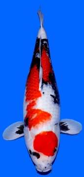 Showa Omosako 66cm 3J Female VHQ 