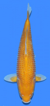 Yellow Corn Taniguchi 50cm Nisai Female HQ 